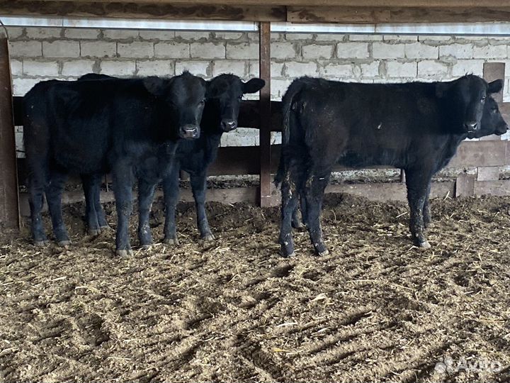 Продаются телки