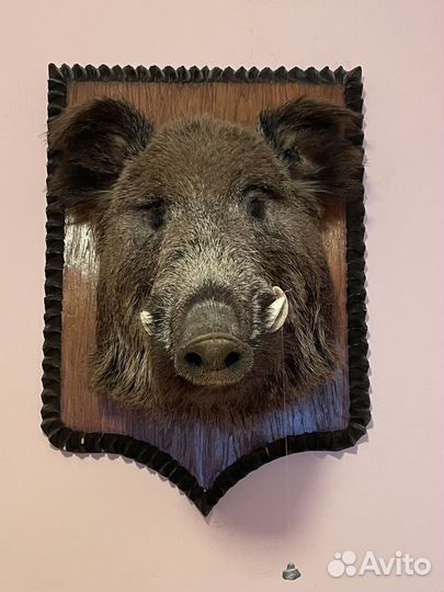 Чучело головы кабана