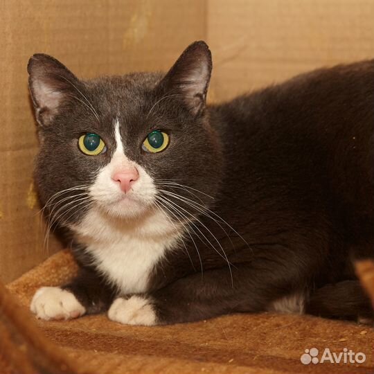 Кот Котофей