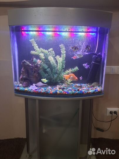 Аквариум панорамный с тумбой