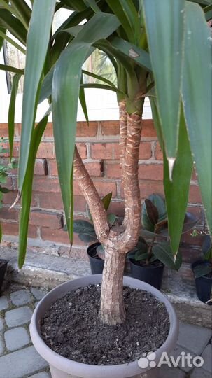 Комнатные цветы юкка