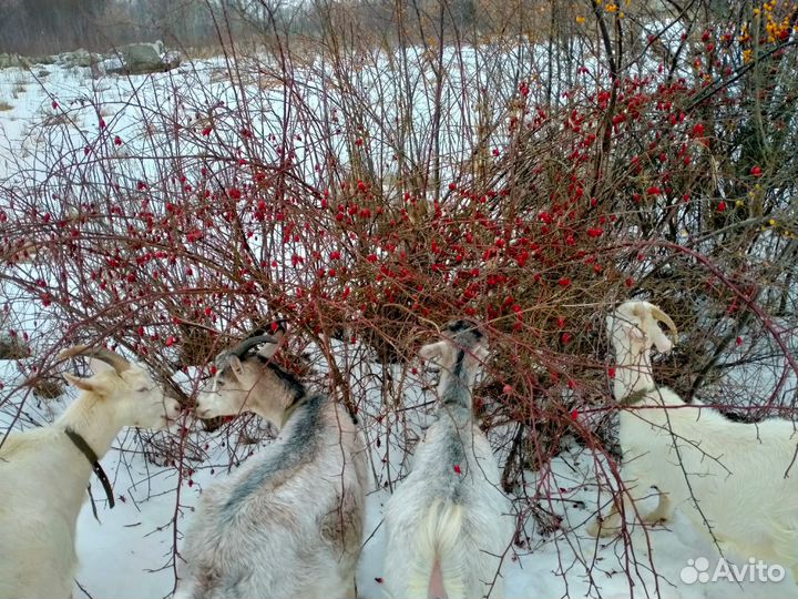 Молоко козье