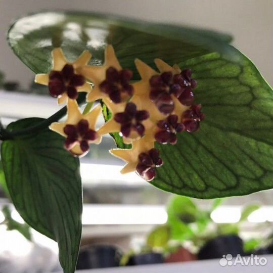 Хойя Полинейра фиштейл 1