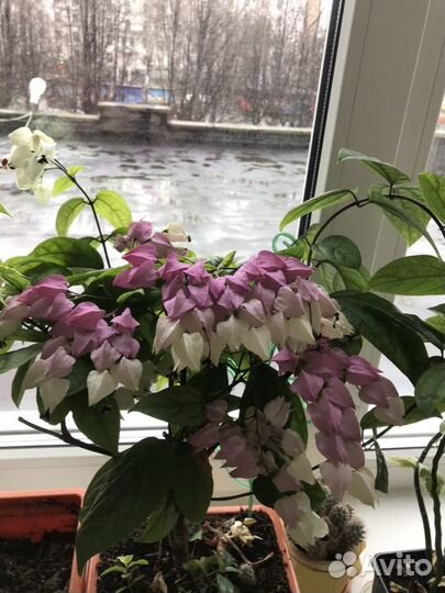 Клеродендрум Томсона (Невинная любовь)