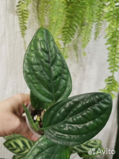 Сциндапсусы разные и другое