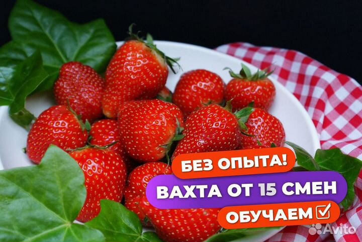 Сборщик клубники вахта с питанием Татарстан