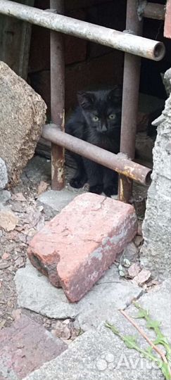 Котята ищут дом или передержку