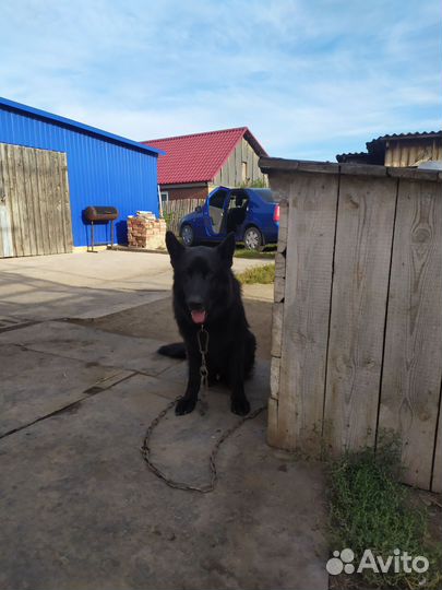 Щенки немецкой овчарки