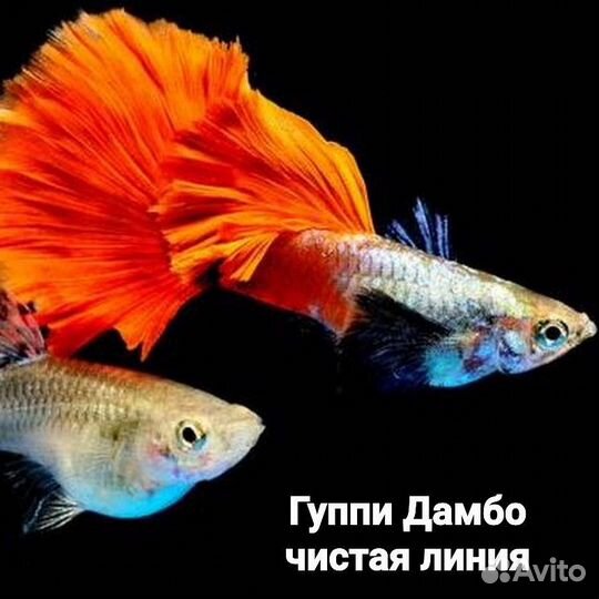 Гуппи Дамбо (Dambo Red Tail) Слоновьи уши