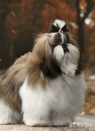 Щенки ши-тцу