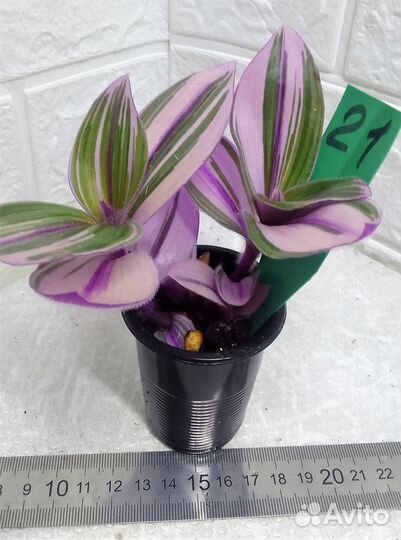 Традесканция гибазис каллизия силламонтана