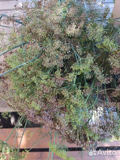 Зонтики укропа