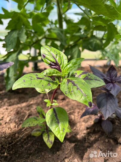Рассада базилика фиолетового и зелёного