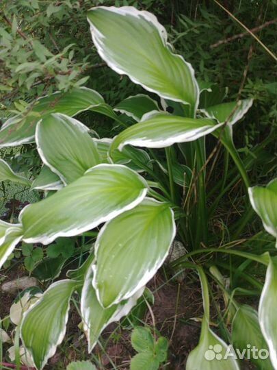 Рубекия, аконит