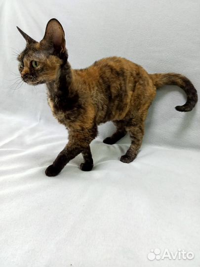 Кошечка Девон рекс