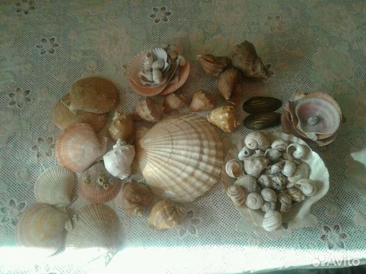 Ракушки из разных морей от 5 р