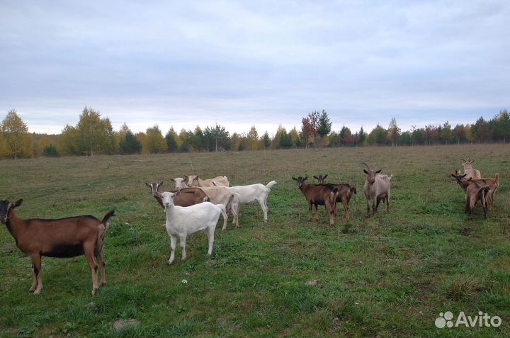 Козы альпийские