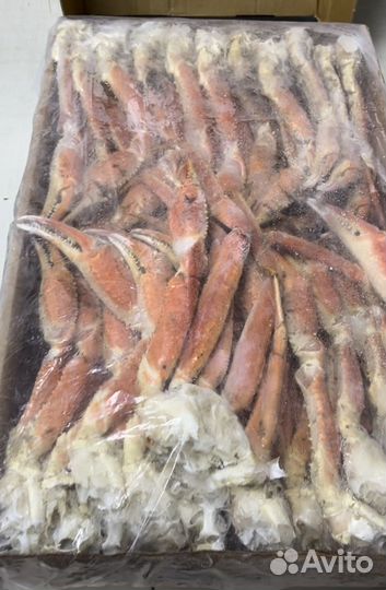 Краб Стригун (Опилио)