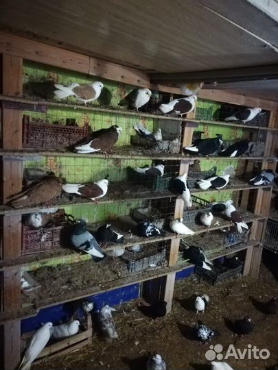 Продаются голуби, читайте описание