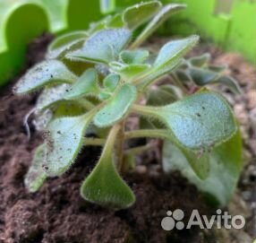 Комнатные растения цветы