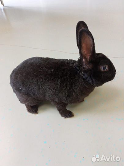 Кролик карликовый 