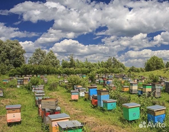 Мед 24 года Алтайский оптом