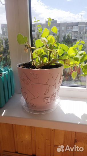 Лофосперум белый