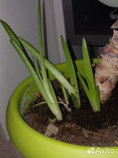 Алоэ ростки