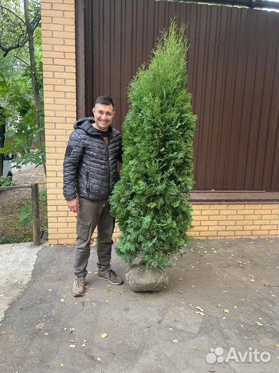 Туя Смарагд 200 см