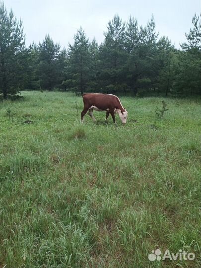 Коровы и быки телята Герефорды на ферме