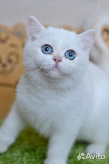 Британская короткошерстная ny1233