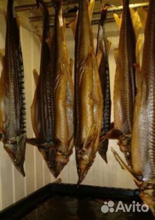 Рыба царская