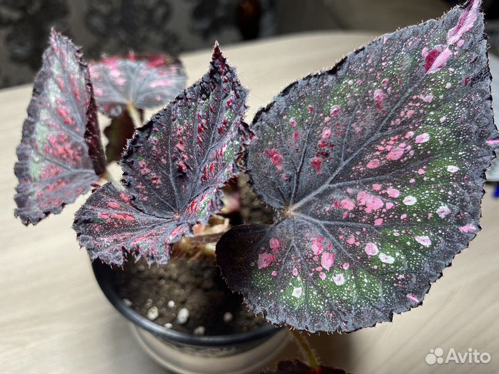 Бегония African jungle