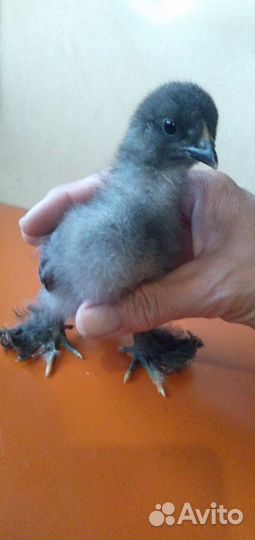 Инкубационное яйцо