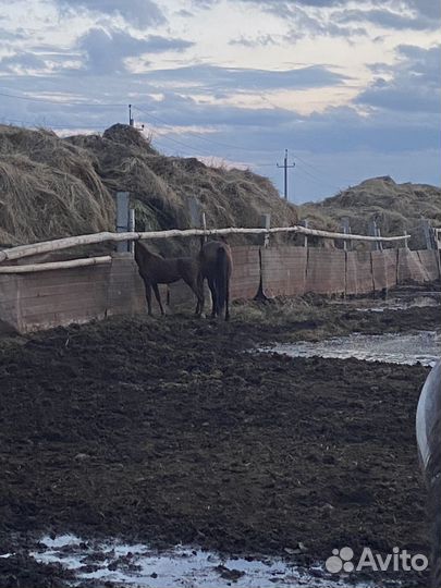 Продам лошадь