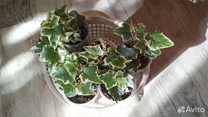 Кротон-кодиеум, фикус, хедера, эпипремнум