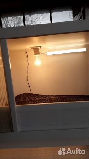 Брудер для цыплят