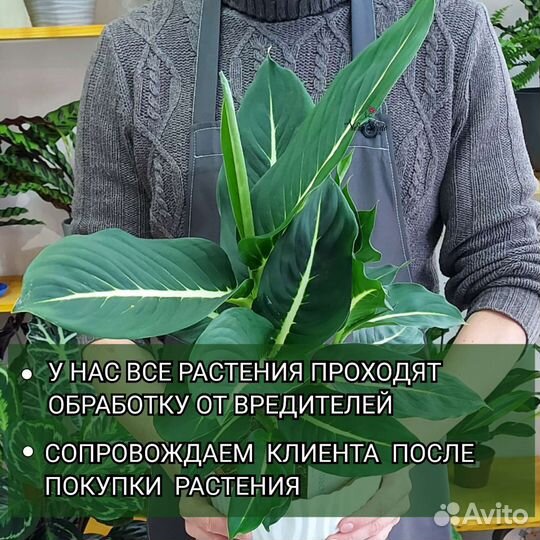 Юкка Комнатные растения Доставка растений