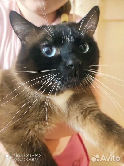 Сиамский котик