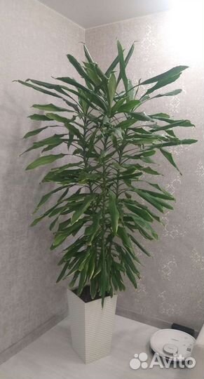 Пальма драцена