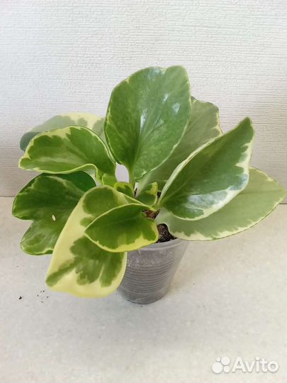 Комнатные растения цветы