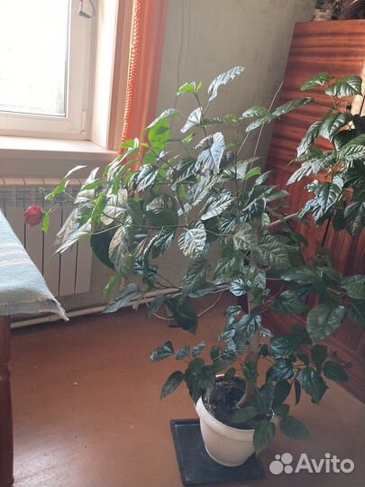 Китайская роза