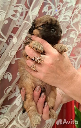 Щенки пекинеса