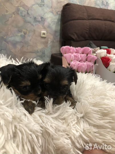 Йоркширский терьер мини беби фейс щенки