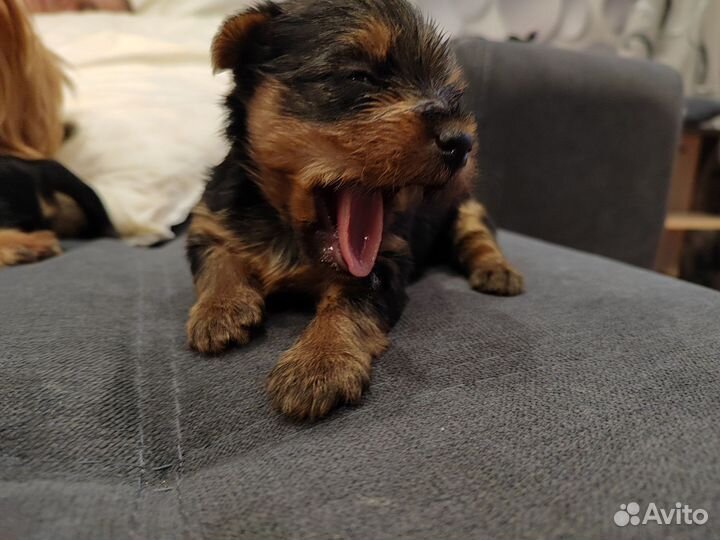 Йоркширский терьер щенки девочки и мальчик