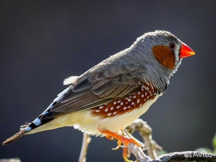 Зебровая Амадина