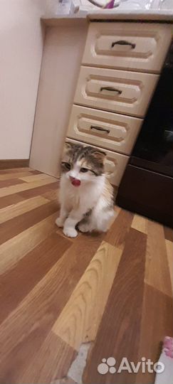 Кошка шотландская метис