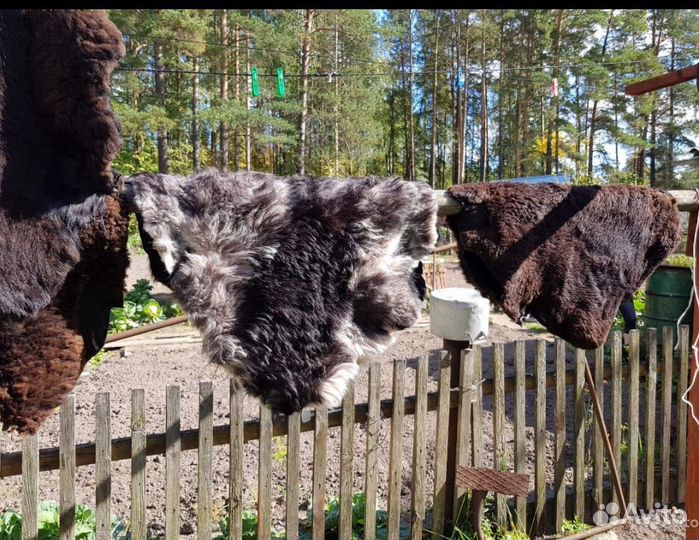 Шкуры овчины