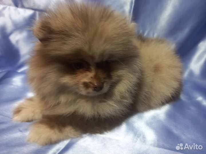 Продается щенок шпиц