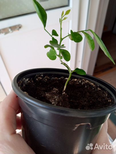 Мурайя метельчатая